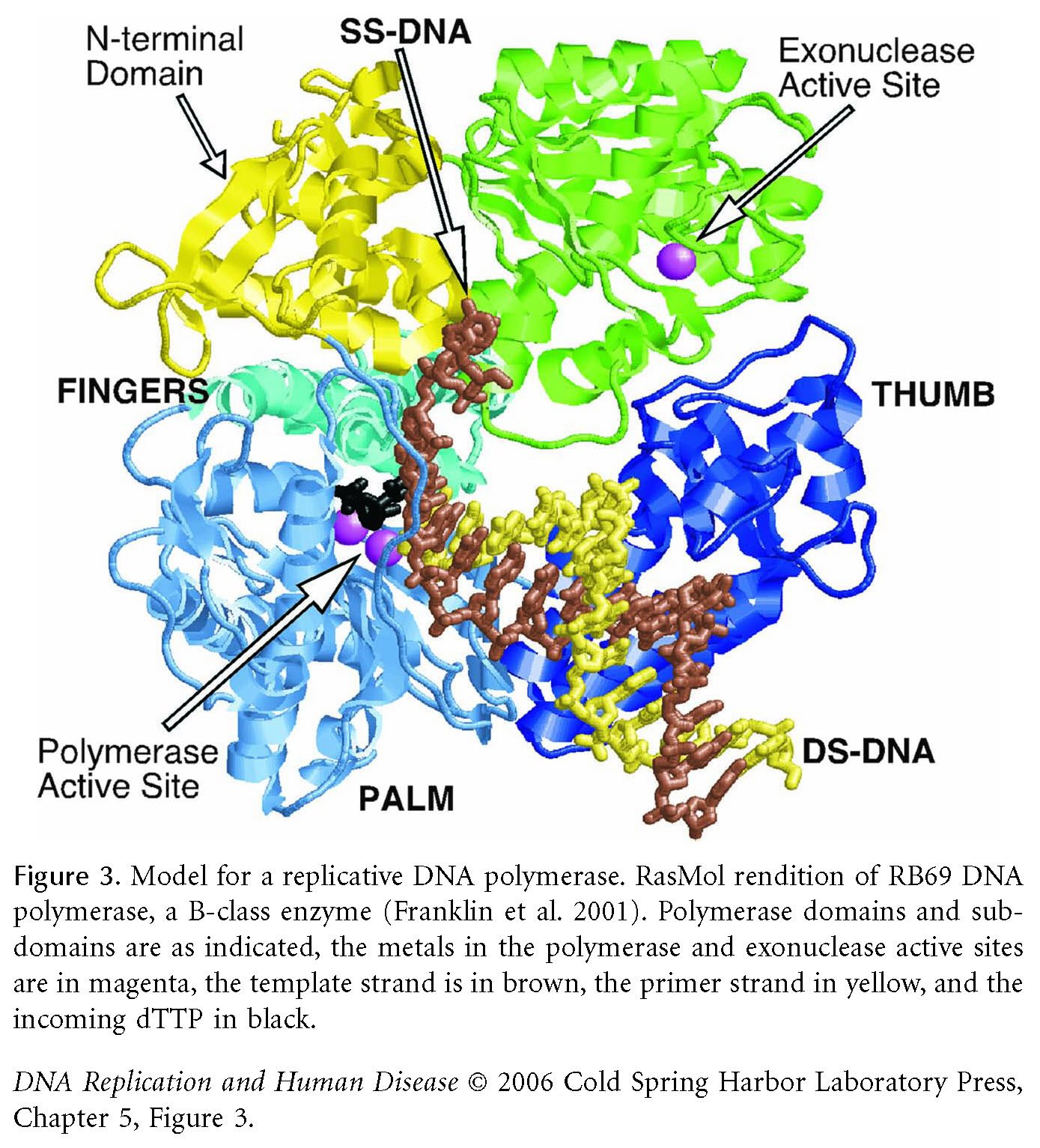 Structure Of Dna Polymerase